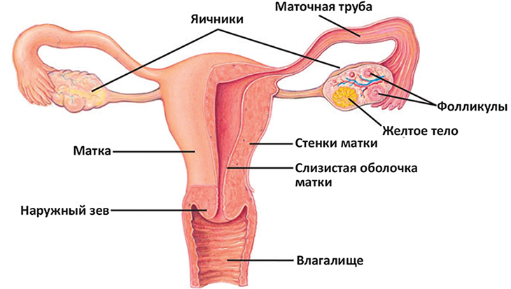схема строения женских внутренних половых органов